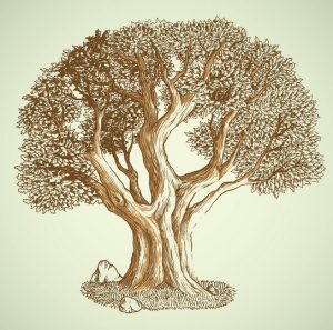 Oak Trees The Best For Fire Wood