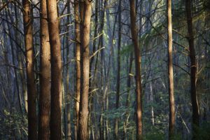 What Are The Best Trees For Firewood