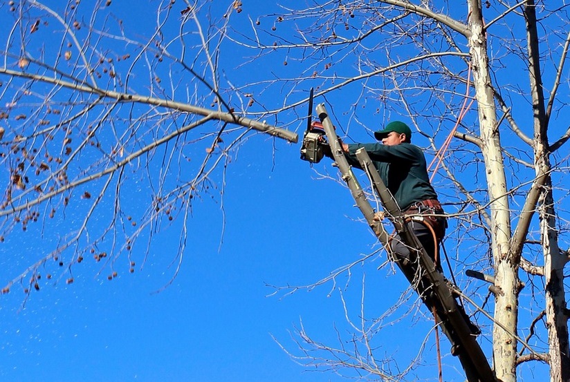  arboristi käyttää moottorisahaa puussa