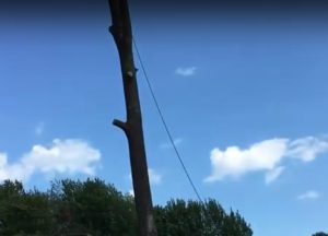 How To Use An Arborist Chainsaw